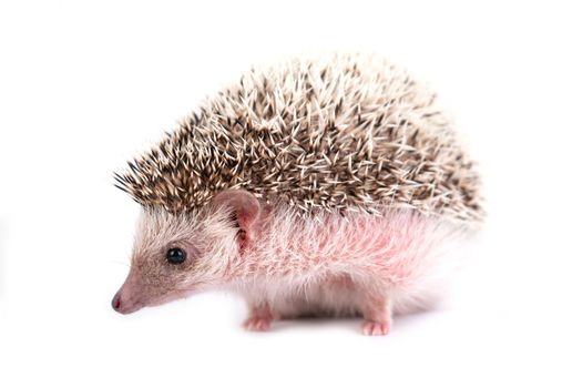 african pygmy hedgehog isolated on white background