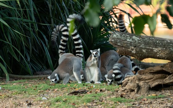 group of ring tailed lemur
