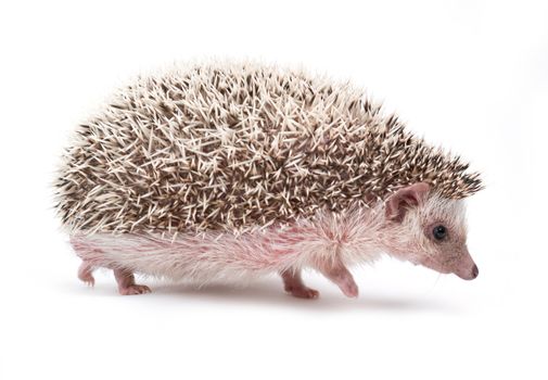 african pygmy hedgehog isolated on white background