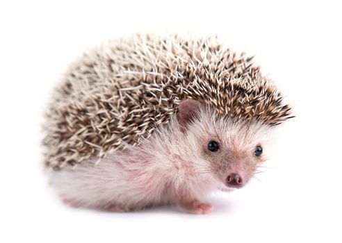 african pygmy hedgehog isolated on white background