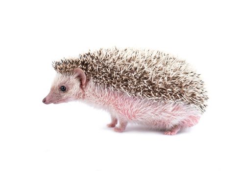 african pygmy hedgehog isolated on white background