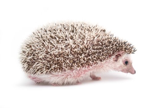 african pygmy hedgehog isolated on white background