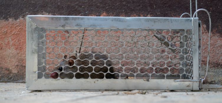 fearful mice trapped in a  rat cage