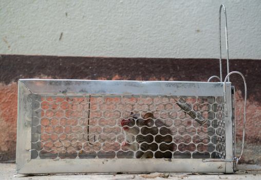 fearful mice trapped in a  rat cage