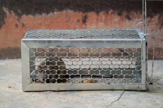 fearful mice trapped in a  rat cage