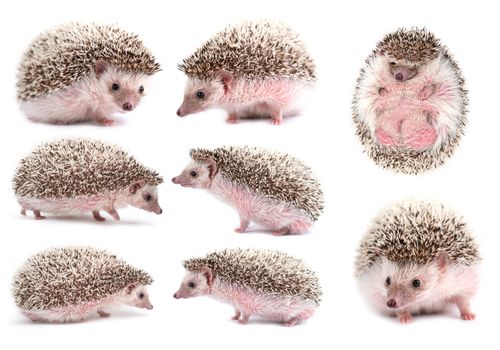 african pygmy hedgehog isolated on white background