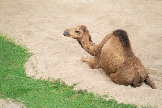 dromedary camel lying and resting on sand