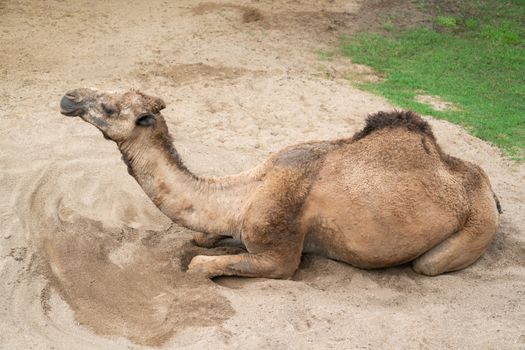 dromedary camel lying and resting on sand