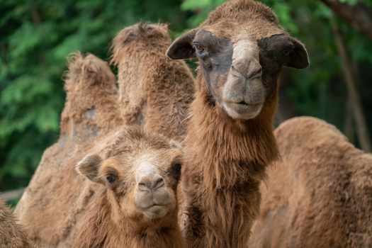 young domestic bactrian Camel ( Camelus bactrianus )