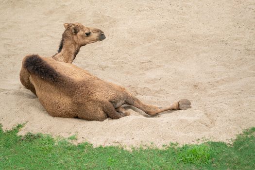 dromedary camel lying and resting on sand