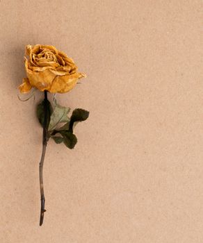 dried rose flower on brown paper colour