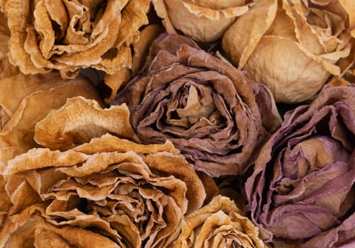 close up of drying yellow rose