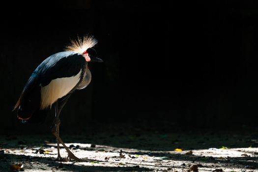 Grey crowned crane (Balearica regulorum) in dark background