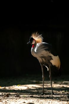 Grey crowned crane (Balearica regulorum) in dark background