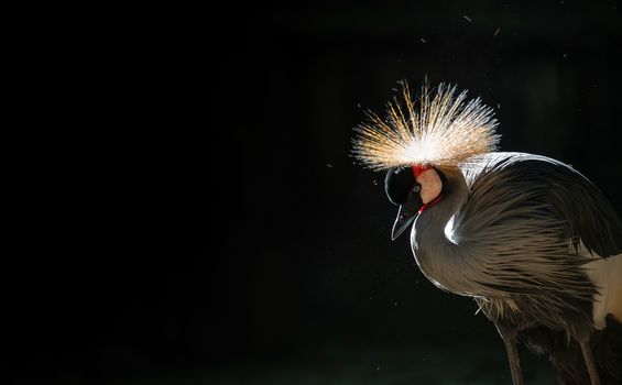 Grey crowned crane (Balearica regulorum) in dark background