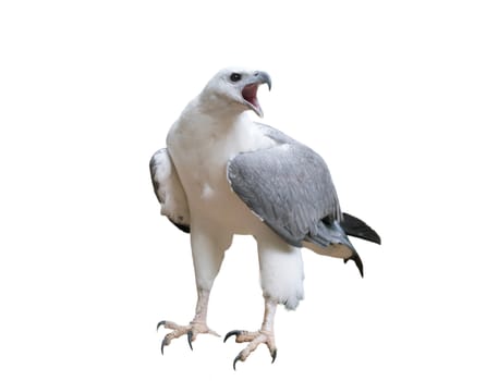 White bellied sea eagle isolated on white background