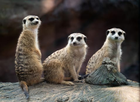 three meerkat ( Suricata suricatta ) sitting on the rock  