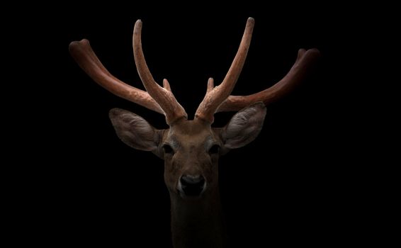 eld deer (Rucervus eldi) head in dark background