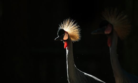 Grey crowned crane (Balearica regulorum) in dark background