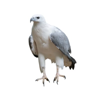 White bellied sea eagle isolated on white background