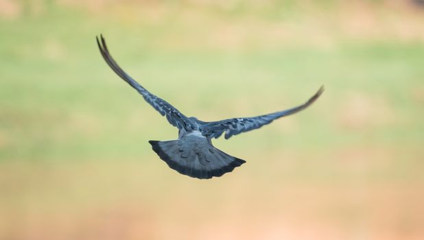 flying pigeon bird in action ( Columba livia )