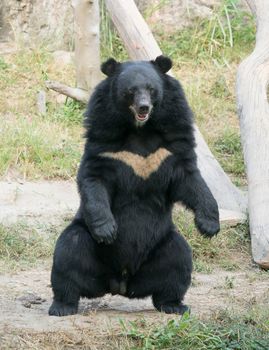 asiatic black bear in zoo