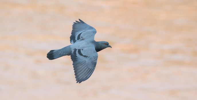 flying pigeon bird in action ( Columba livia )