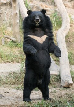 asiatic black bear in zoo