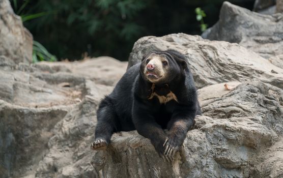 malayan sunbear (helarctos malayanus) resting in zoo