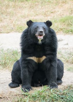 asiatic black bear in zoo