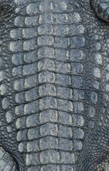 textured of real crocodile skin leather background