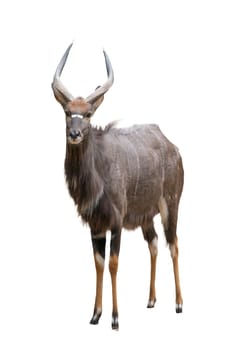 male nyala (tragelaphus angasii) isolated on white background