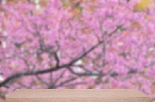 beautiful wild himalayan cherry flower defocus background with wooden shelf