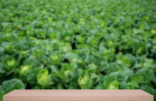 chinese cabbage field defocus background with wooden shelf