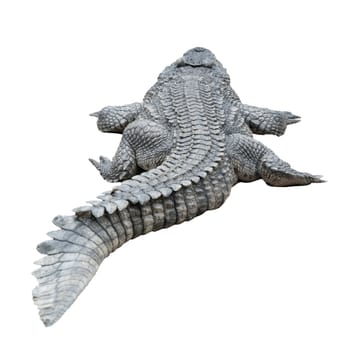 one siamese crocodile isolated on white background