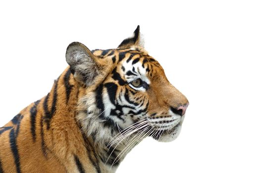 bangal tiger (Panthera tigris) isolated on white background                    