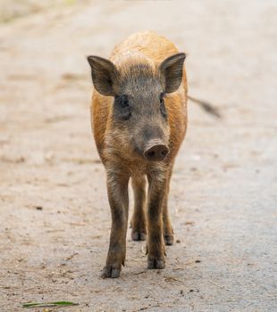 asian wild boar 