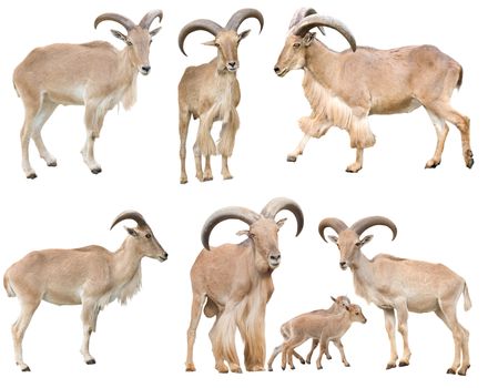 male and female barbary sheep isolated on white background