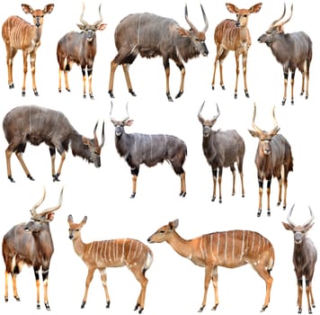 male and female nyala isolated on white background