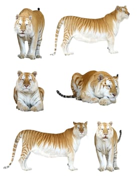 male and female golden tabby tiger isolated on white background