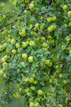 A branch full of ripe green apples