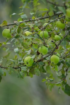 A branch full of ripe green apples