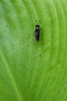 insect perched on a green leaf