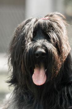 Close-up of the head of a black Briard