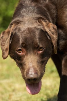 An old brown Labrador Retriever in the garden