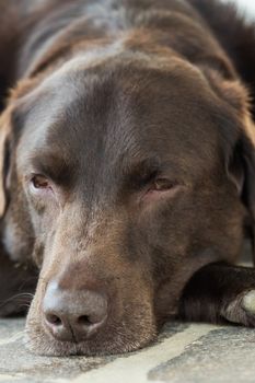 Head of an old brown Labrador Retriever