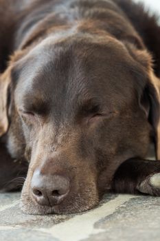 Head of an old brown Labrador Retriever