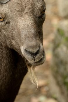 Head of a goat with soft bokeh