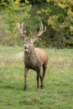 Beautiful stag with great antlers on green meadow