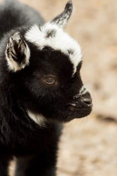 A young black and white goat stands outside